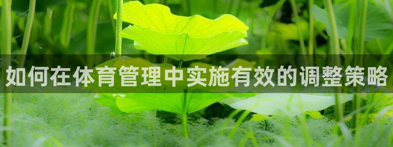 必一体育黑平台：如何在体育管理中实施有效的调整策略